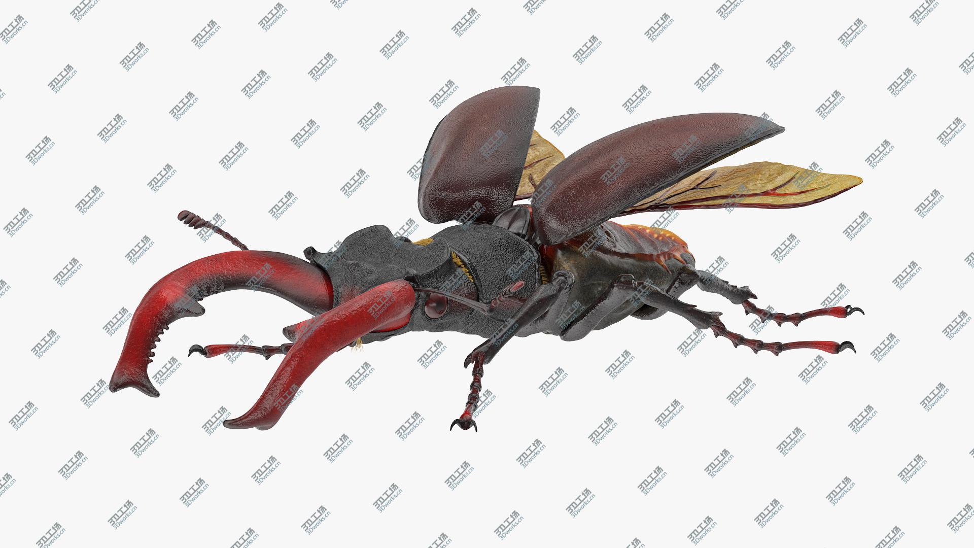 images/goods_img/202104093/3D Lucanus Cervus Stag Beetle Fur Rigged/2.jpg
